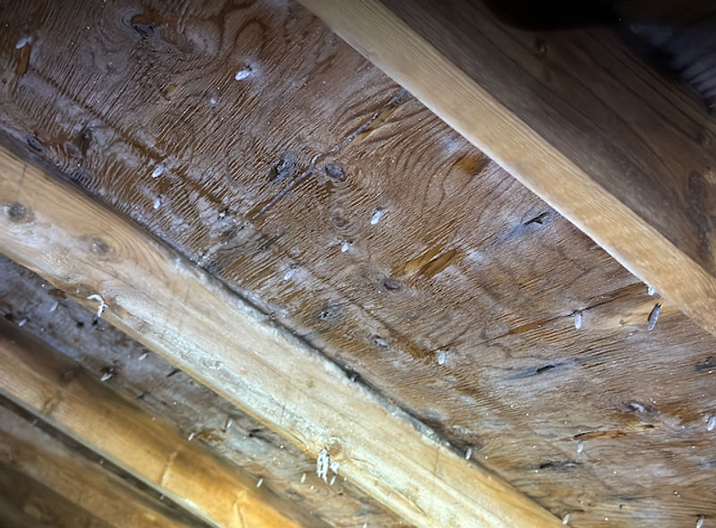 Frost on roofing nail tips inside an attic, a condensation indicator found during a home inspection in Southern New Brunswick