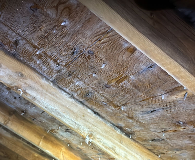 Frost accumulation on attic roof sheathing in a Quispamsis home built in the 1990s caused by bathroom exhaust fan venting into the attic space